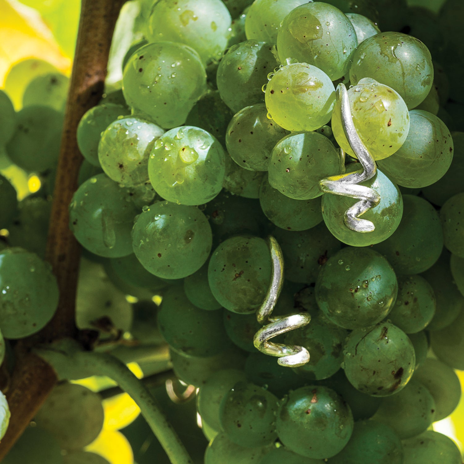 Orecchini LussodiVino tralcio in Argento 925